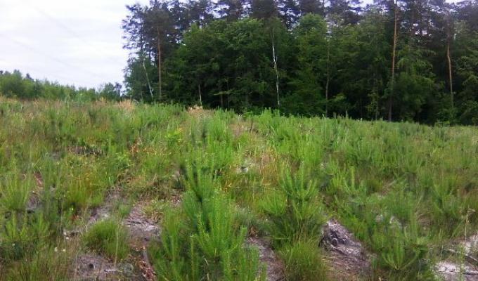 Триває відтворення кремінських лісів