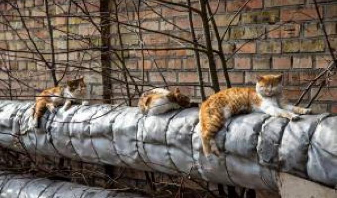 Проаналізовані поточні результати роботи по підготовці до майбутнього опалювального сезону