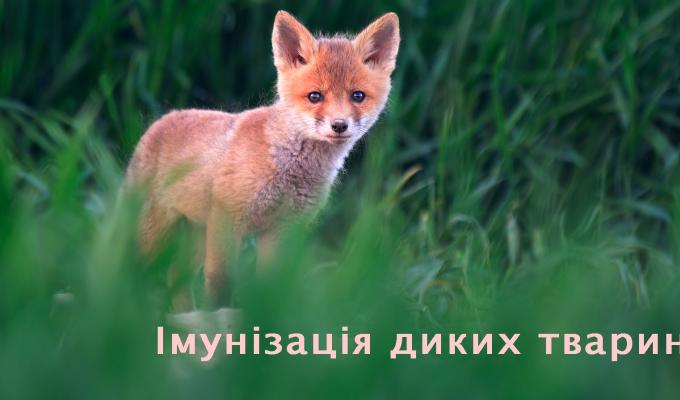 У Кремінському районі розпочинається кампанія з пероральної імунізації диких м’ясоїдних тварин проти сказу
