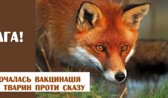 Рубіжанським міжрайонним управлінням починається кампанія з пероральної імунізації диких м’ясоїдних тварин проти сказу