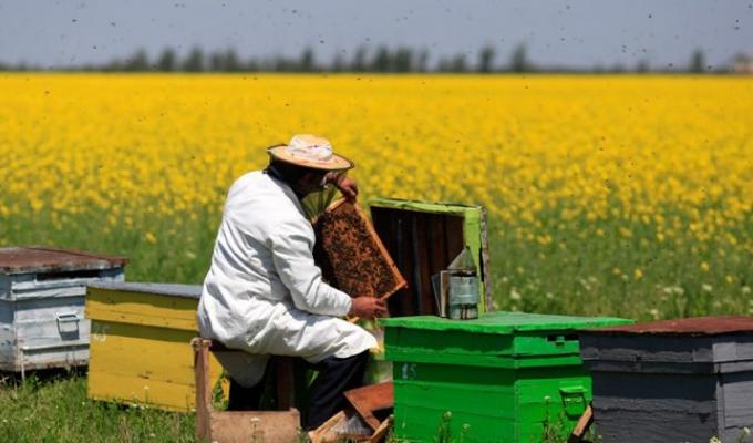 Сільським головам нагадали інформацію про ветеринарно-санітарні вимоги, обов’язкові до виконання у бджільництві. 