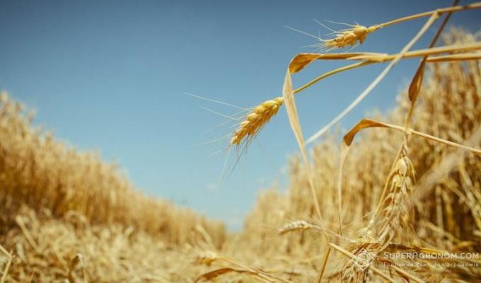 Аграрії  району  повністю закінчили  збирання ранніх зернових та зернобобових культур