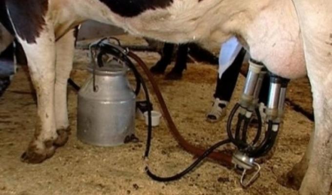  Розпочато роботу з виплат часткової компенсації витрат на закупівлю установок індивідуального доїння