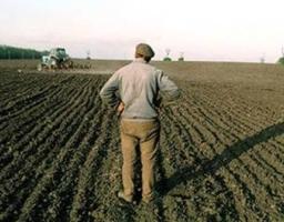 Сільськогосподарські підприємства продовжують збирання зернових та технічних культур 