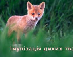 У Кремінському районі розпочинається кампанія з пероральної імунізації диких м’ясоїдних тварин проти сказу