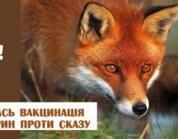 Рубіжанським міжрайонним управлінням починається кампанія з пероральної імунізації диких м’ясоїдних тварин проти сказу