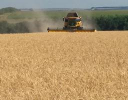 Наразі аграрії району практично завершили збирання ранніх зернових.