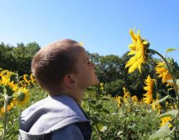 Учні закладів освіти Кремінщини взяли участь в онлайн – виставці до Дня Соборності України