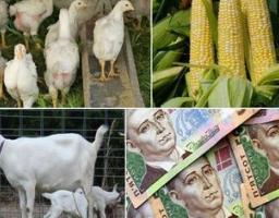 Оподаткування доходів отриманих від продажу власної продукції тваринництва